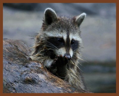 raccoon-7-14-11-781b.JPG