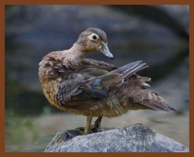 wood duck-7-20-11-366b.JPG