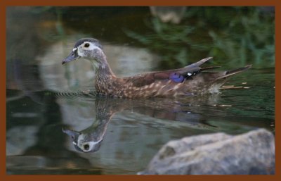 wood duck-7-4-11-125c2b.JPG