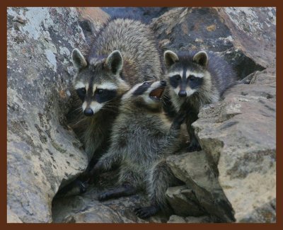 little_raccoons