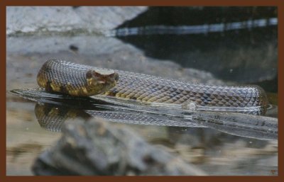 cottonmouth-7-25-11-271c2b.JPG