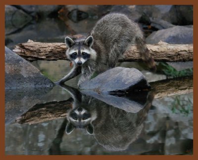 raccoon-8-4-11-590b.JPG
