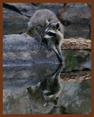 raccoon-8-2-11-386c1b.JPG