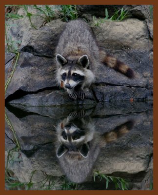 raccoon-8-4-11-556c1b.JPG