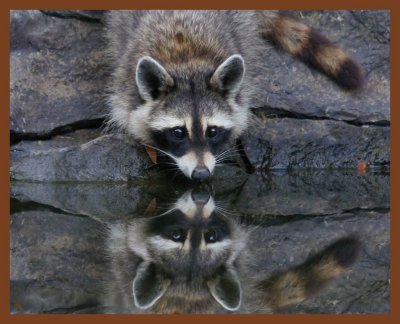 raccoon-8-4-11-560b.JPG