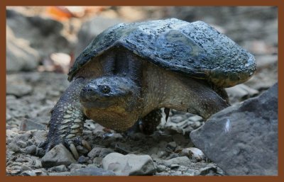eastern snapper-8-4-11-698c2b.JPG