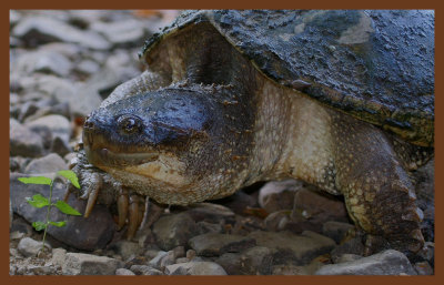 eastern snapper-8-4-11-739c2b.JPG
