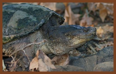 eastern snapper-8-4-11-778c2b.JPG