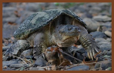 eastern snapper-8-4-11-803c2b.JPG