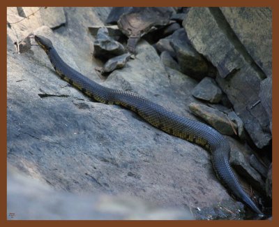 cottonmouth-8-15-11-217b.JPG