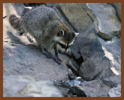 coon-cottonmouth-8-15-11-204b.JPG