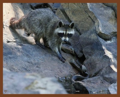 coon-cottonmouth-8-15-11-210b.JPG