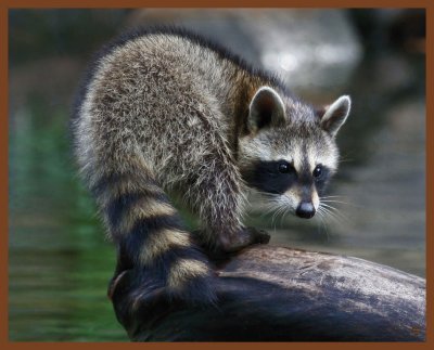 raccoon-8-16-11-572b.JPG