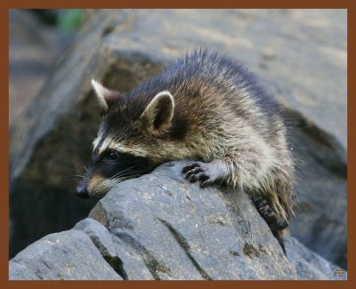 raccoon-8-12-11-630b.JPG