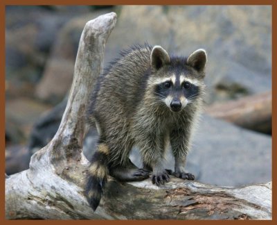 raccoon-8-10-11-251b.JPG