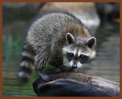 raccoon-8-16-11-569b.JPG