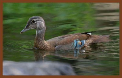 wood duck-8-4-11-647c2b.JPG