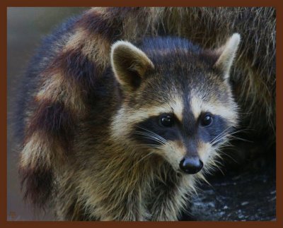 raccoon-8-14-11-958b.JPG