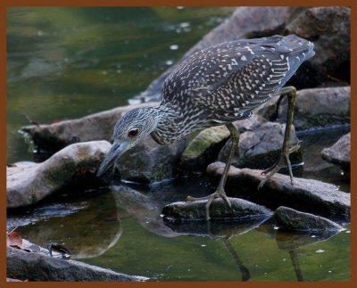 black-crowned night heron-8-27-11-489b.JPG