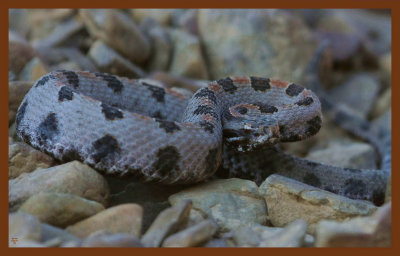 pygmy rattlesnake-9-23-11-509c2b.JPG