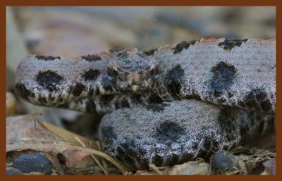 pygmy rattlesnake-9-23-11-550c2b.JPG