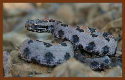 pygmy rattlesnake-9-23-11-538c2b.JPG