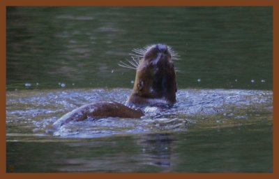 river otter-9-10-11-427c2b.JPG