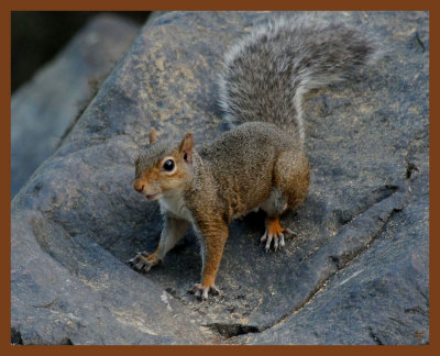 gray squirrel-9-1-11-211b.JPG