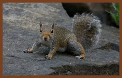 gray squirrel-9-1-11-116c2b.JPG
