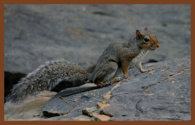 gray squirrel-9-1-11-187c2b.JPG