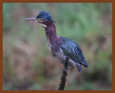 green heron-9-16-11-030b.JPG