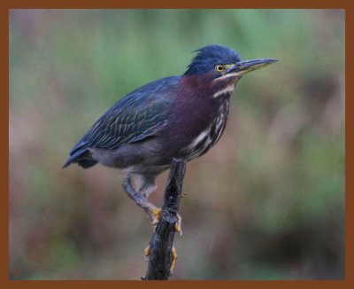 green heron-9-16-11-034b.JPG