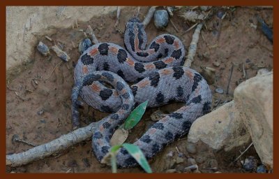 pygmy rattlesnake-9-23-11-558c2b.JPG
