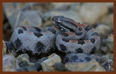 pygmy rattlesnake-9-23-11-532c2b.JPG