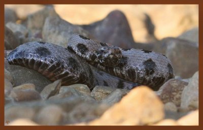 pygmy rattlesnake-9-23-11-518c2b.JPG