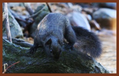 black squirrel-12-25-11-874c2b.JPG
