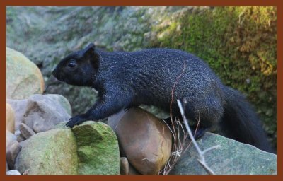 black squirrel-12-25-11-878c2b.JPG