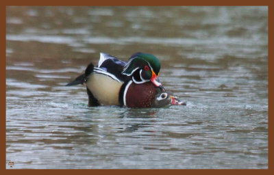 wood ducks-2-11-12-796c2b.JPG