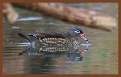 wood duck-2-11-12-639c2b.JPG