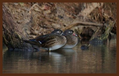 wood ducks-2-11-12-606c2b.JPG