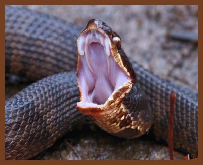 cottonmouth-11-22-11-331b.JPG