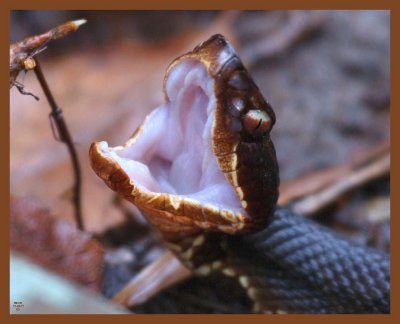 cottonmouth-11-22-11-317b.JPG