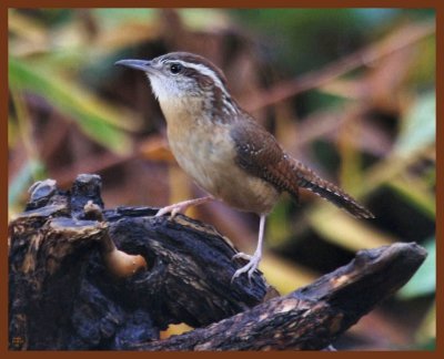 carolina-wren-11-16-11-189b.JPG