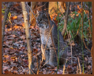 bobcat-11-10-11-056b.JPG