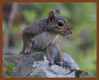 gray squirrel-10-9-11-393b.JPG