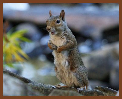 gray squirrel-10-6-11-156b.JPG