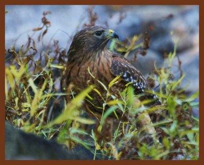 red-shouldered hawk-11-1-11-562b.JPG