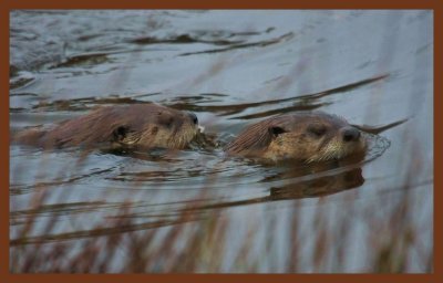 river otters-12-16-11-244c2b.JPG