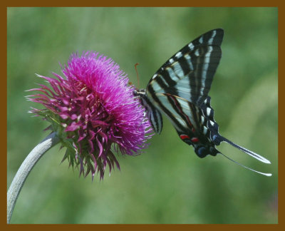 zebra swallowtail-5-16-12-127b.JPG