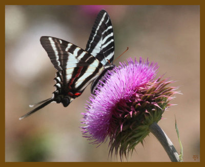 zebra swallowtail-5-23-12-124b.JPG